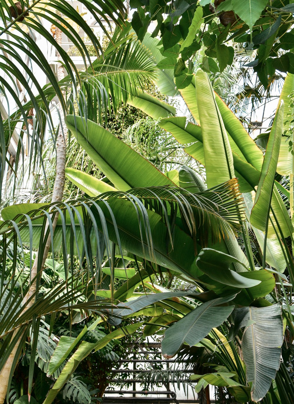 green banana tree during daytime