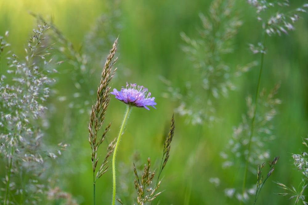 purple flower in tilt shift lens