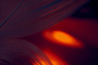 Close-up of delicate abstract shapes in warm colors creating a cozy digital atmosphere.