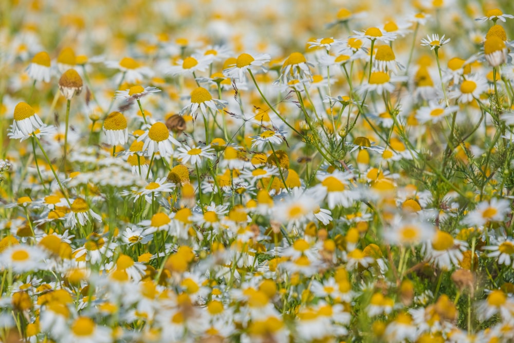 white and yellow flowers in tilt shift lens