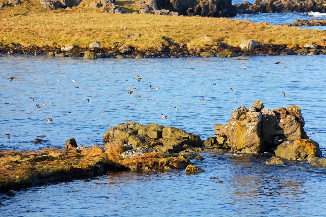 birds on body of water during daytime