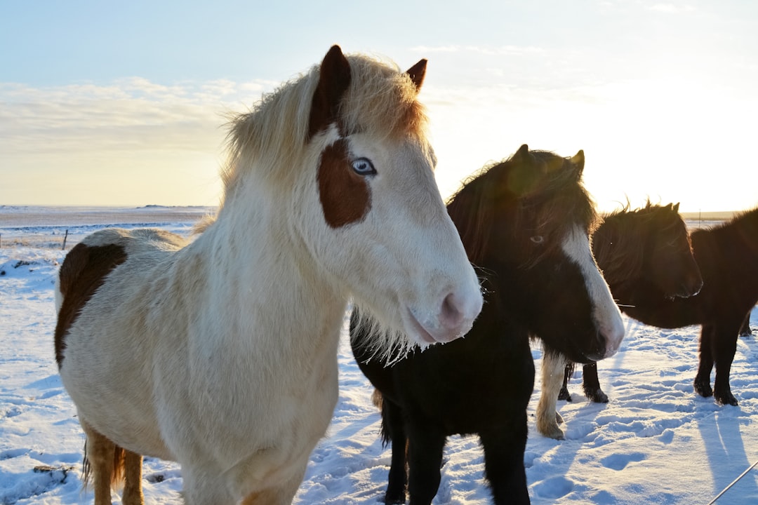 white and brown horse on white sand during daytime