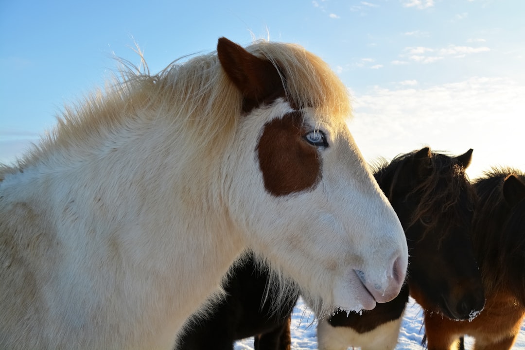 white and brown horse on brown sand during daytime