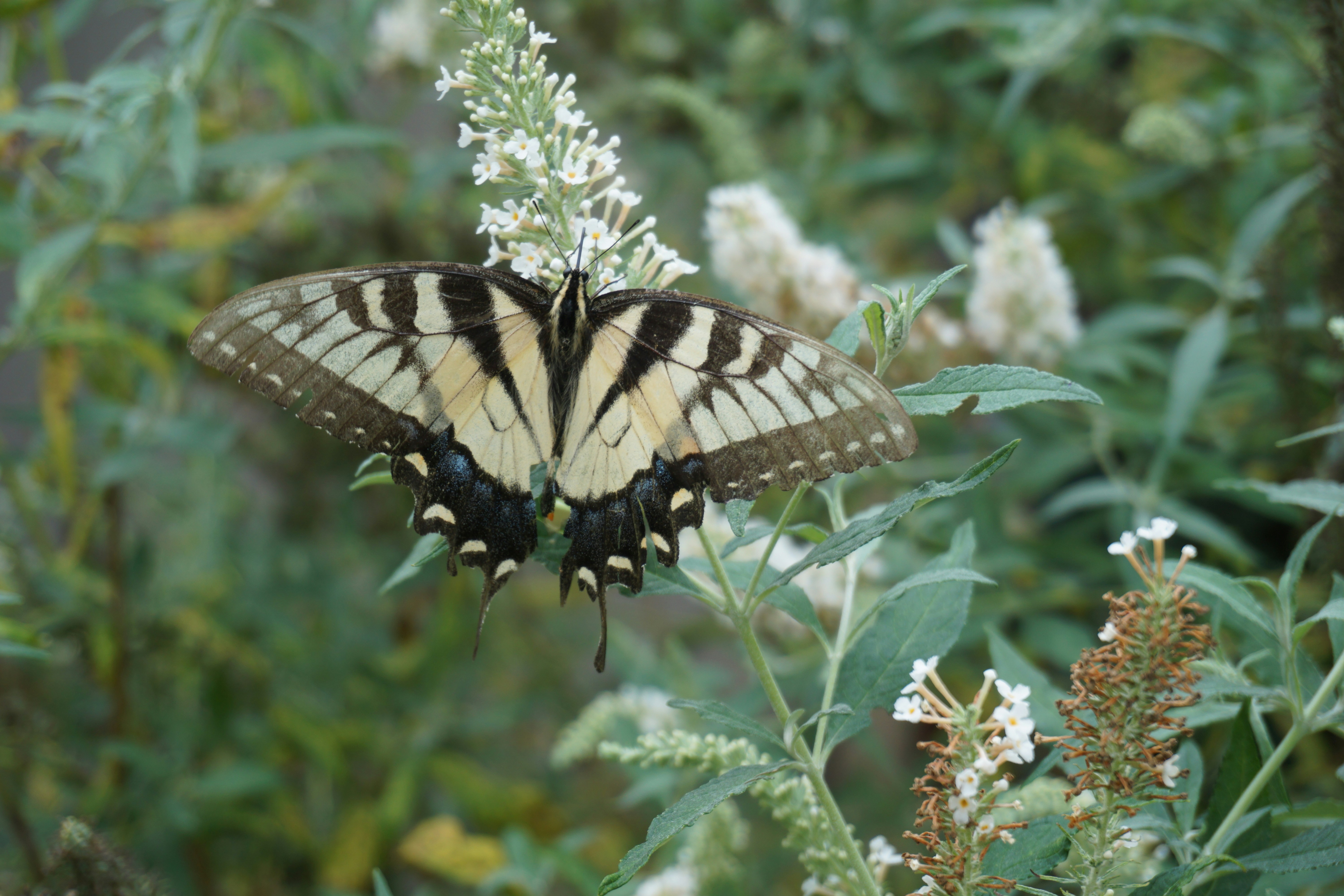 Photo by blueridgethunder