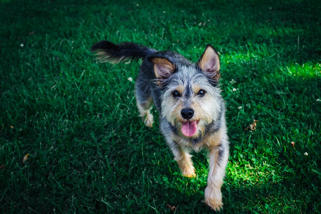 black and tan yorkshire terrier puppy on green grass field during daytime