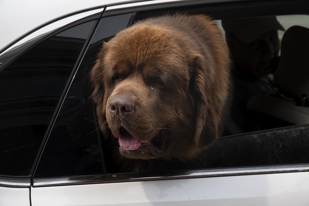 brown long coated dog in car