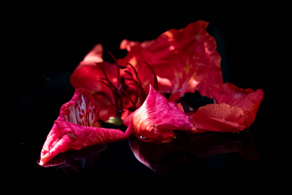 red flower in black background