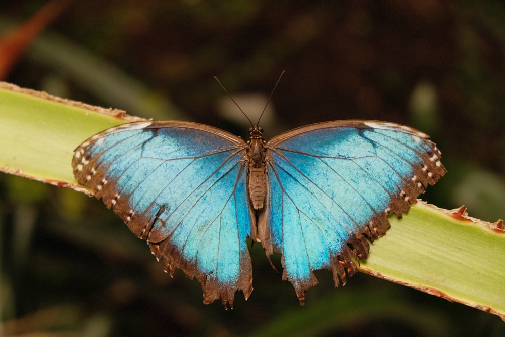 blue and black butterfly on green leaf