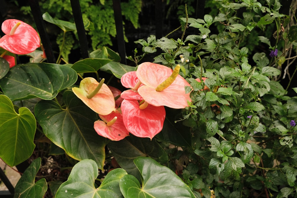 pink flower with green leaves