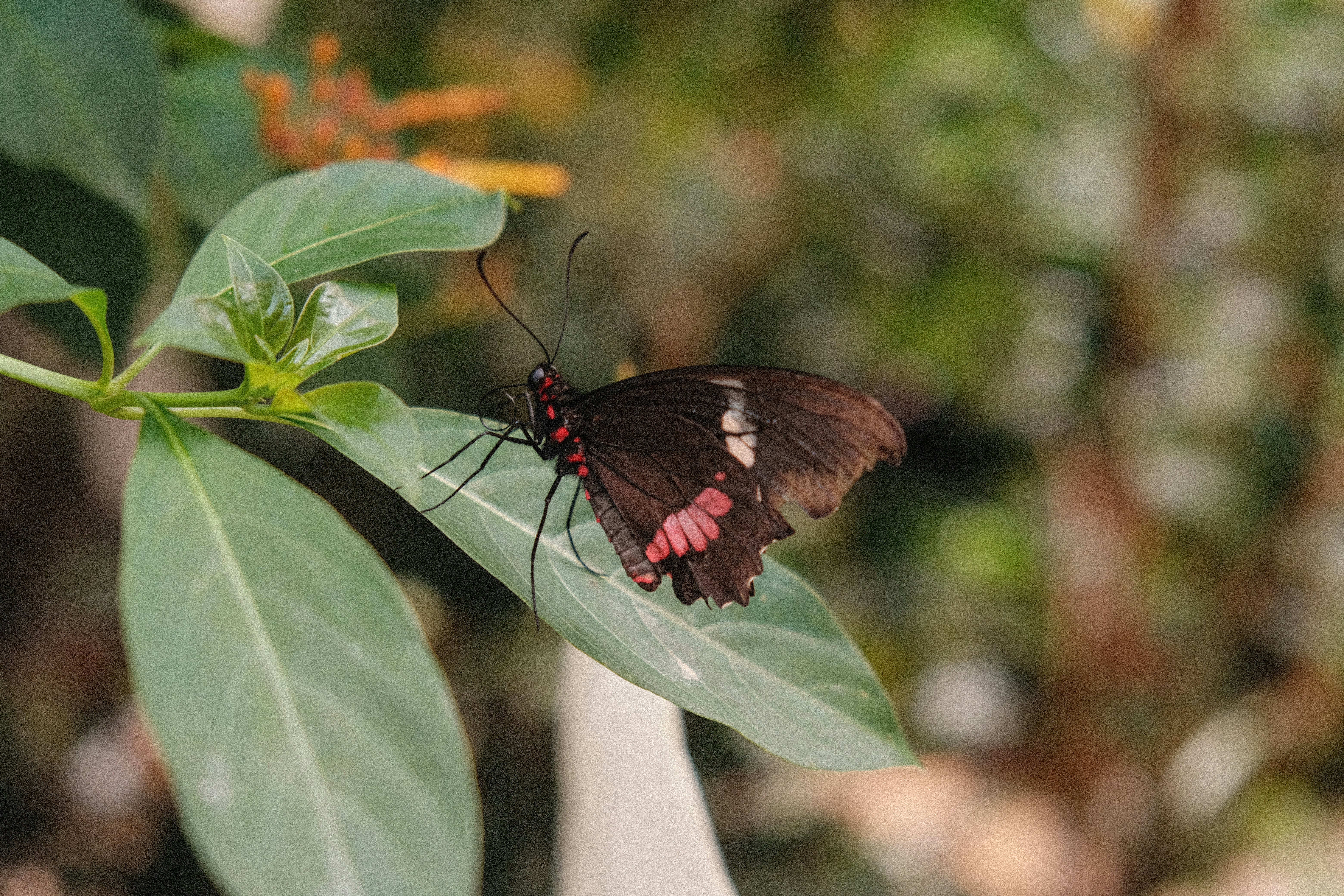 black and red butterfly on green leaf
