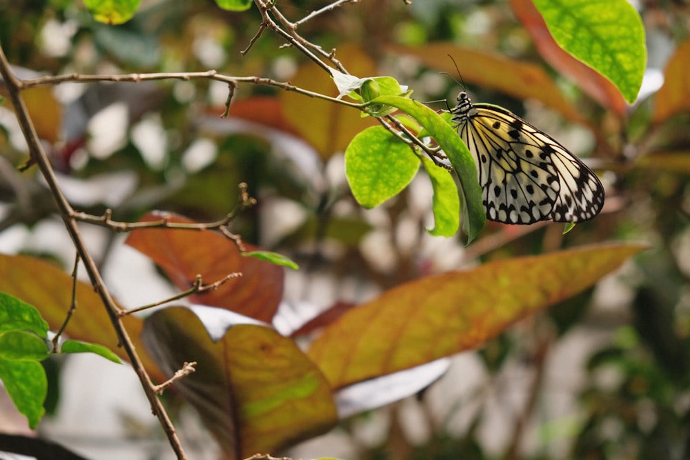 yellow and black butterfly on green leaves during daytime