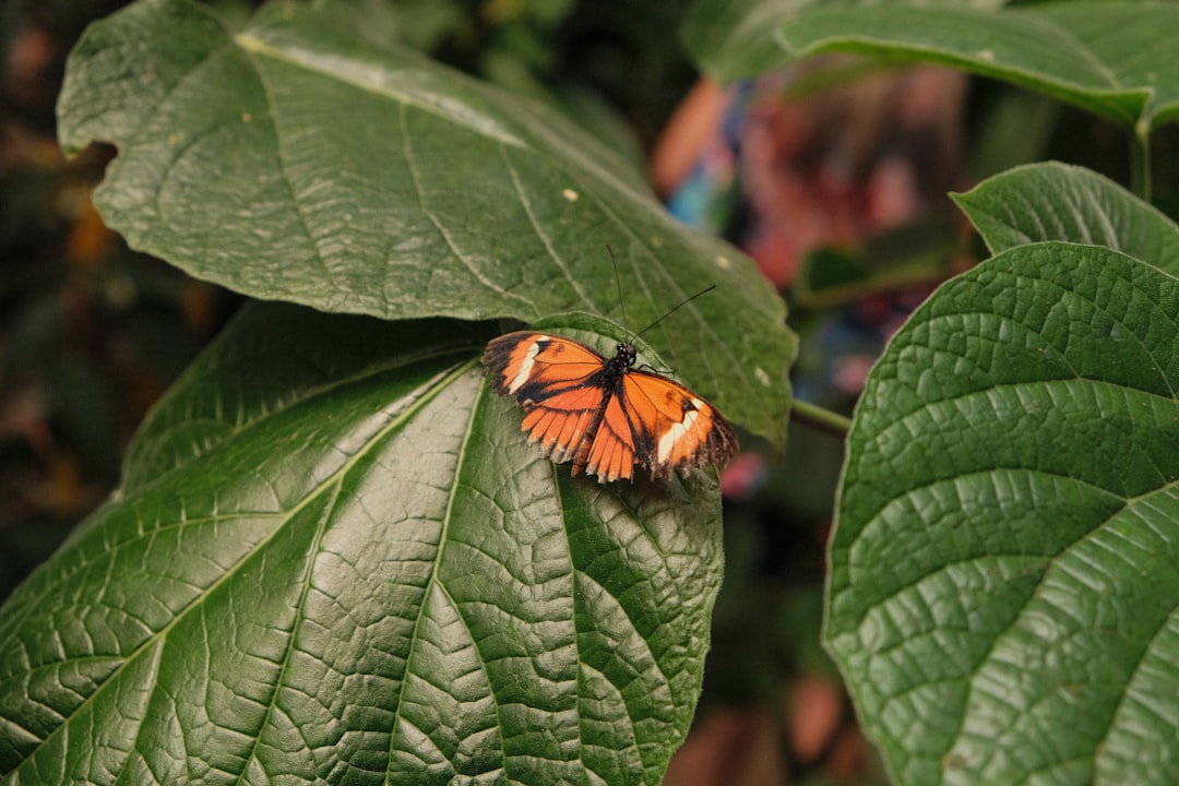 monarch butterfly perched on green leaf in close up photography during daytime