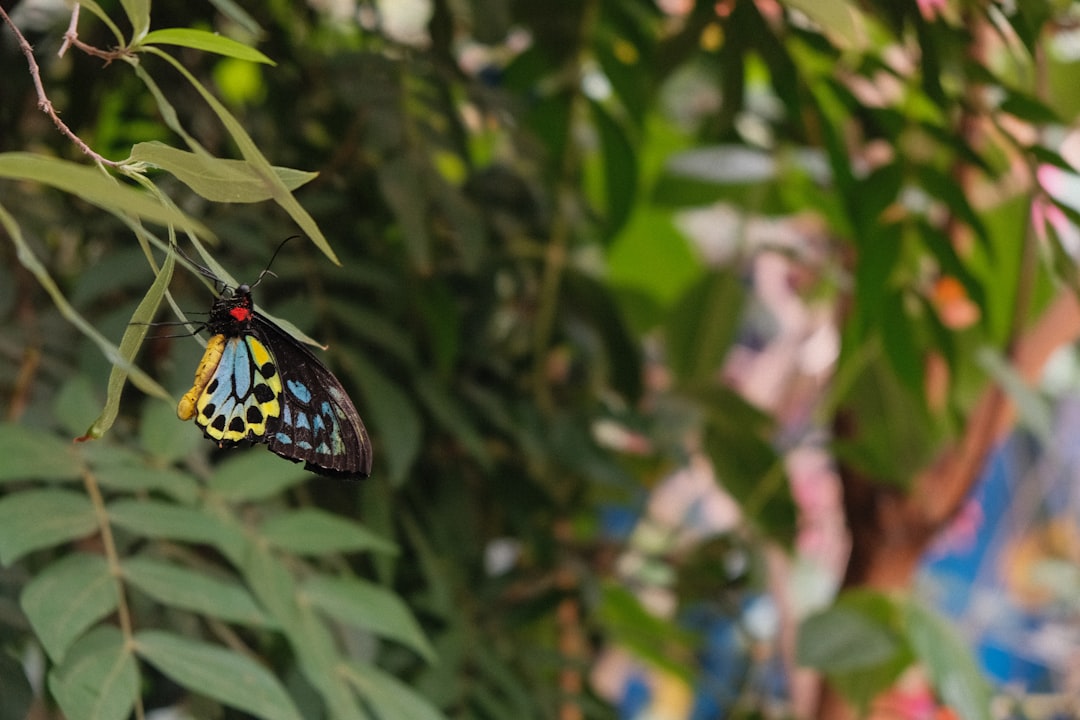 black and yellow butterfly perched on green leaf during daytime