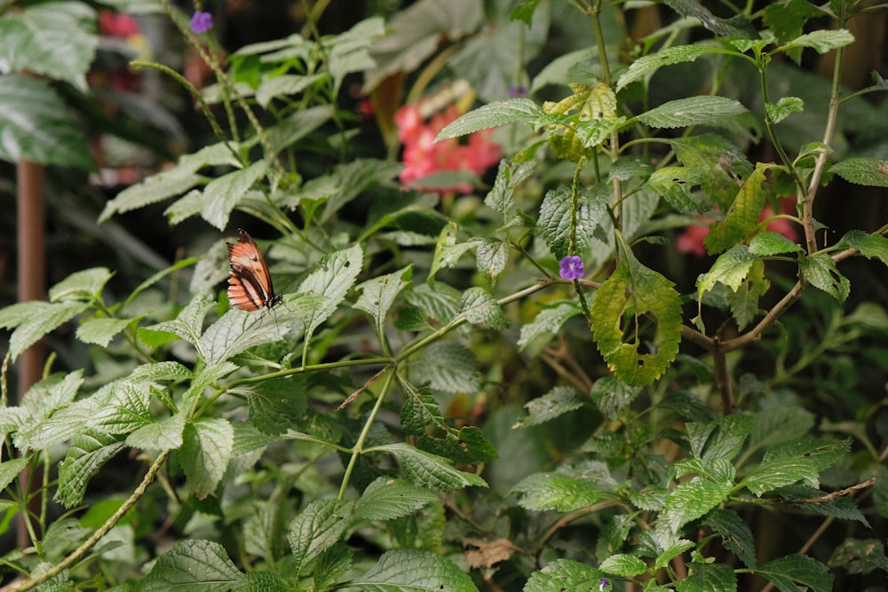 red and black butterfly on green plant