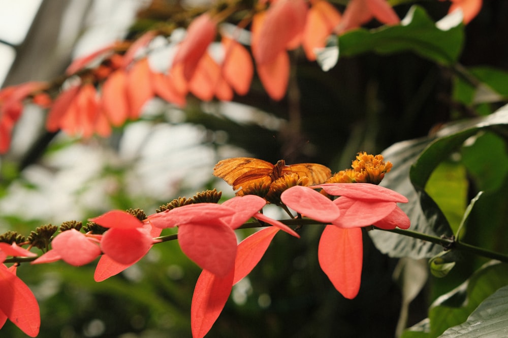 red flower with yellow stigma