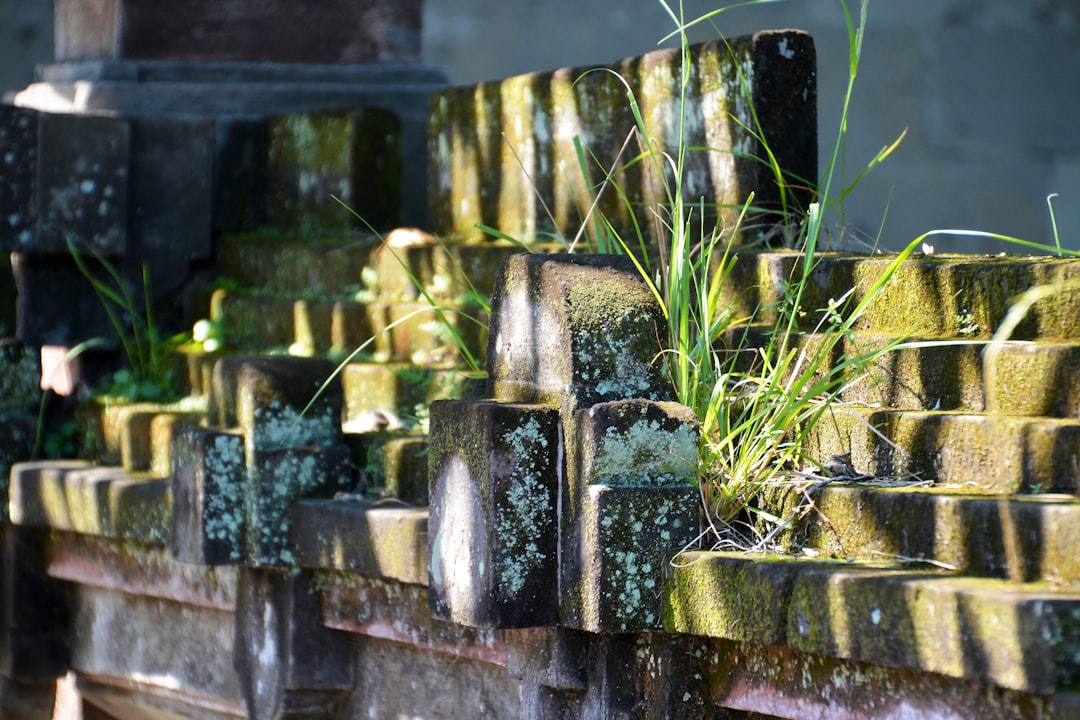 green plant on brown concrete brick