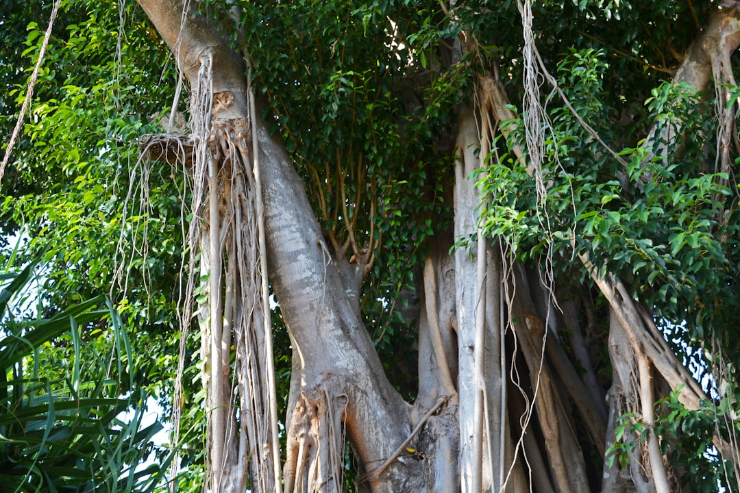 brown tree trunk during daytime