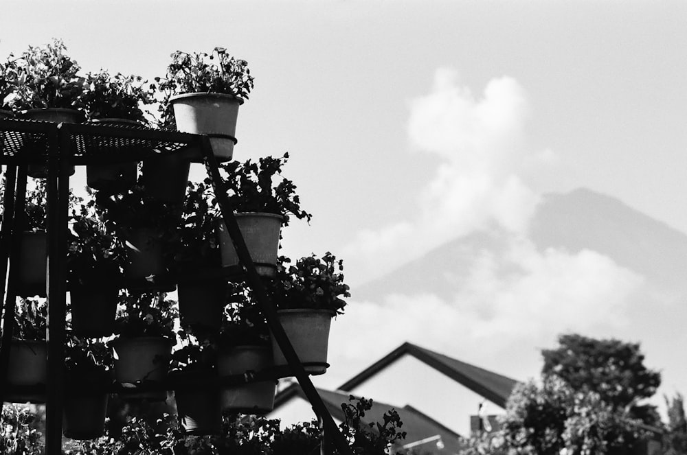 grayscale photo of potted plants