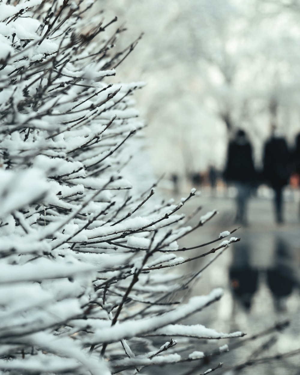 white snow on bare tree during daytime