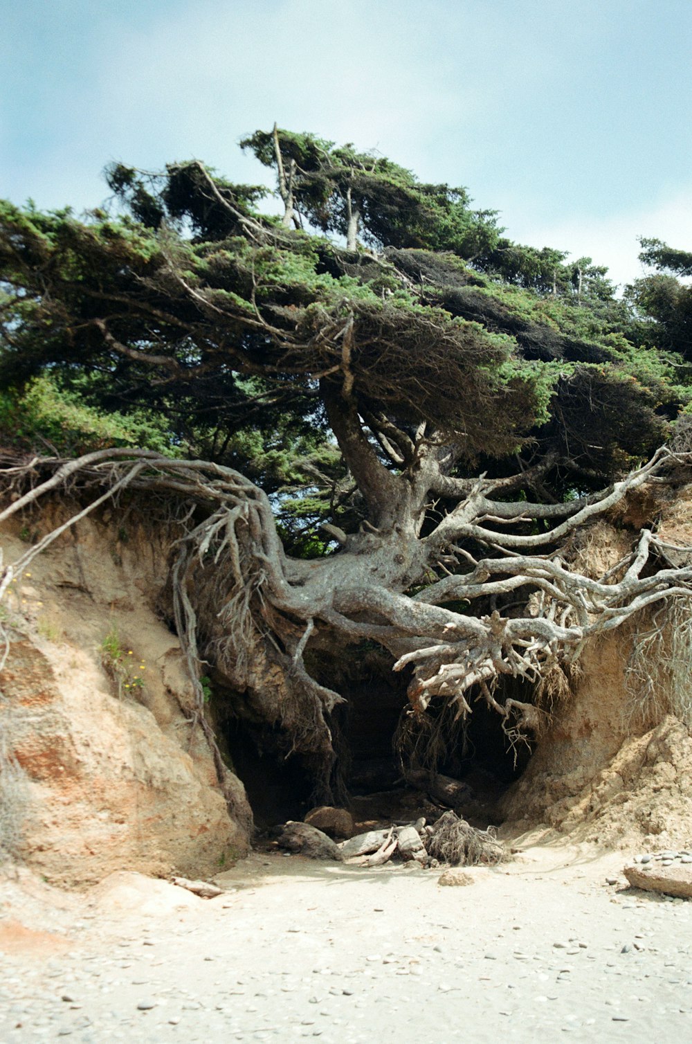 茶色の岩の上の茶色の木の幹