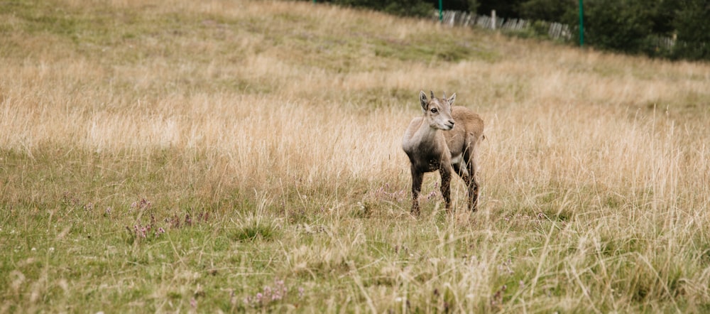 brown horse on green grass field during daytime