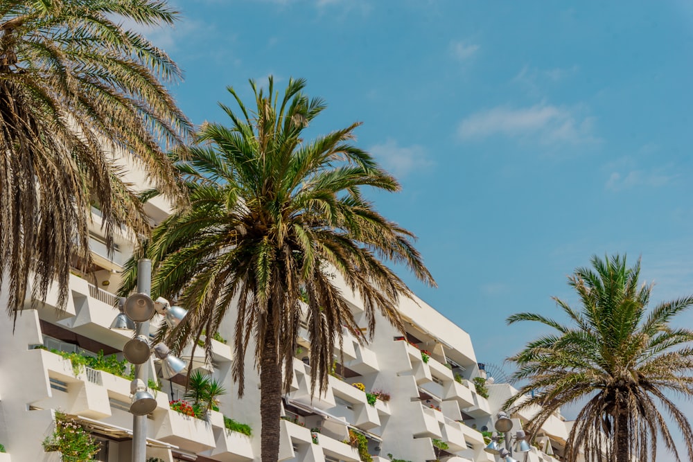 Palma verde vicino all'edificio in cemento bianco durante il giorno