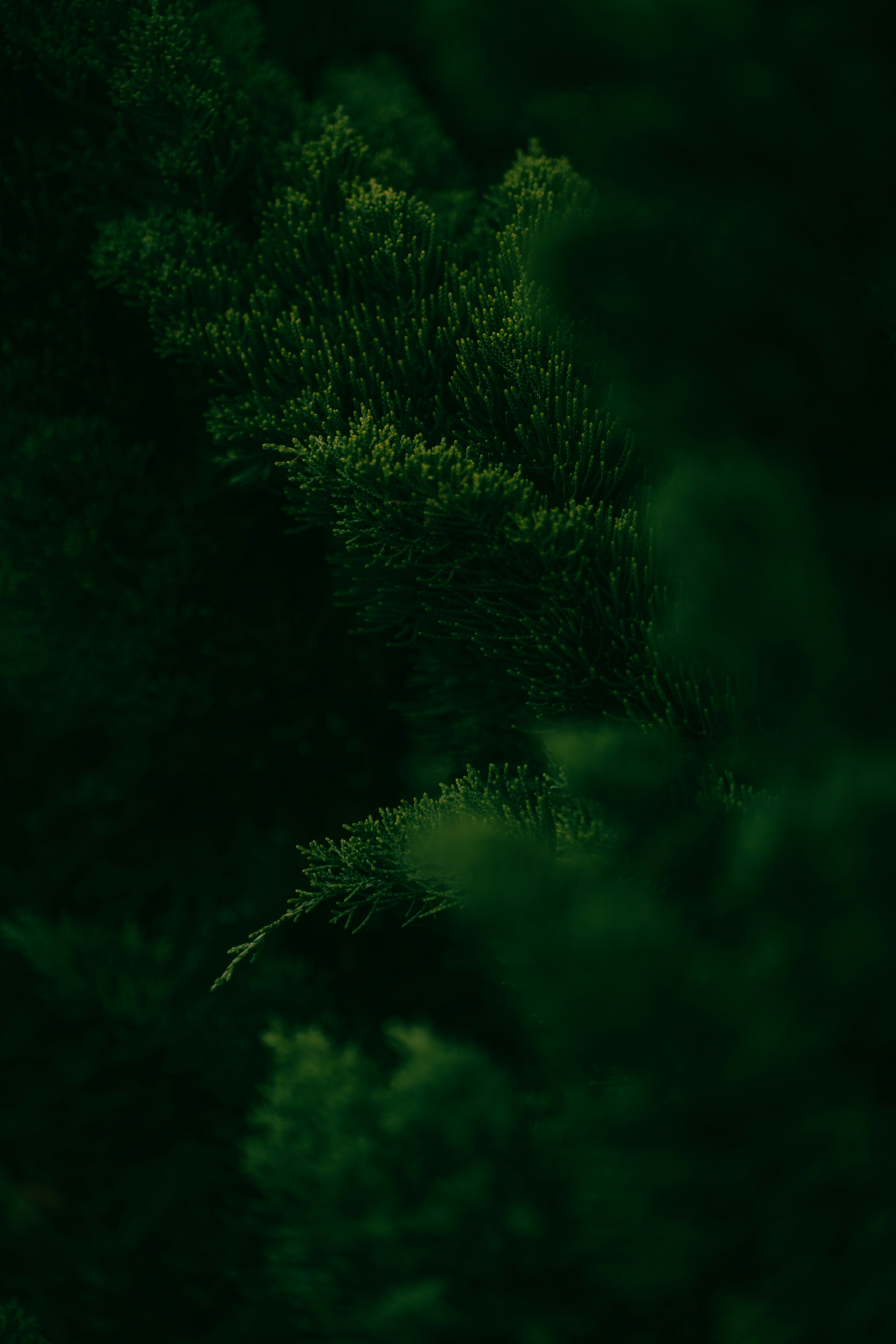 Photo by kalaniparker