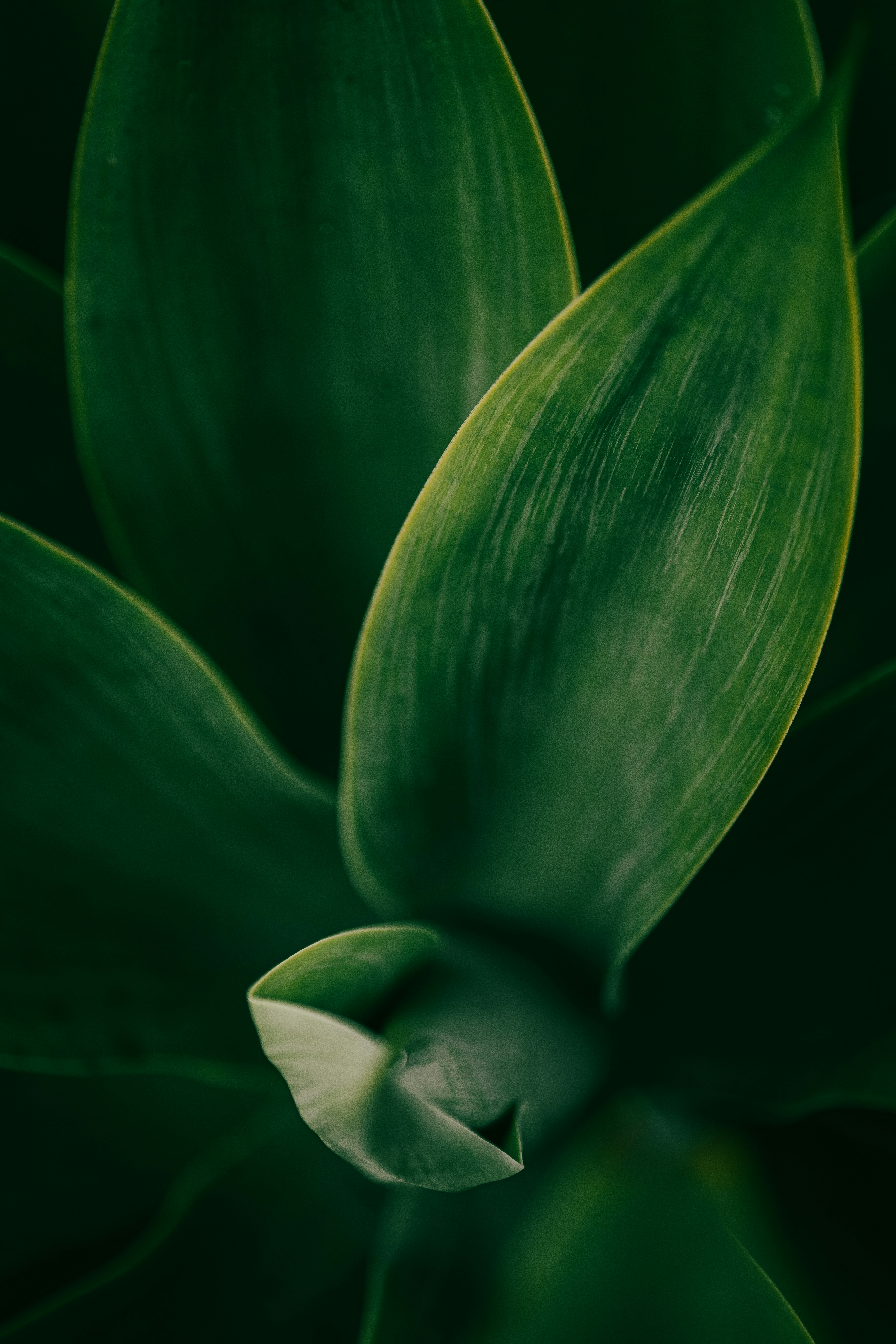 Photo by kalaniparker