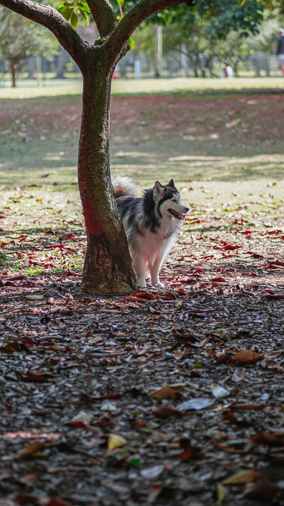 black and white siberian husky puppy standing beside brown tree during daytime