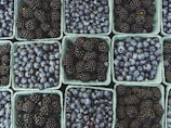 Workers sorting fresh berries in a bright, clean packing facility.
