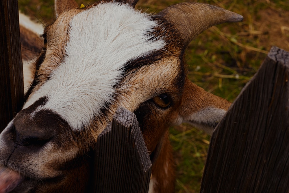 brown and white cow on green grass field