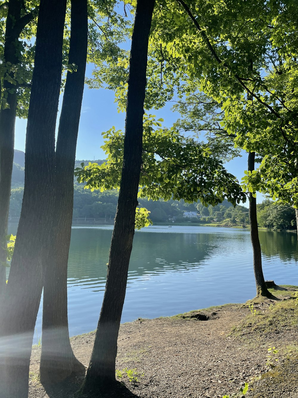 green trees near body of water during daytime