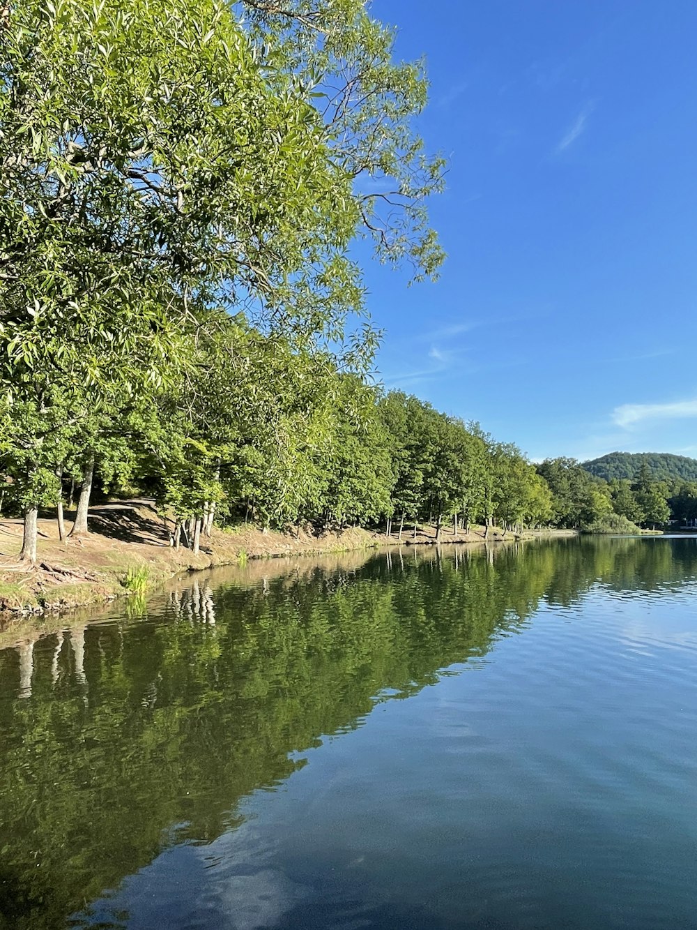 green trees beside river under blue sky during daytime