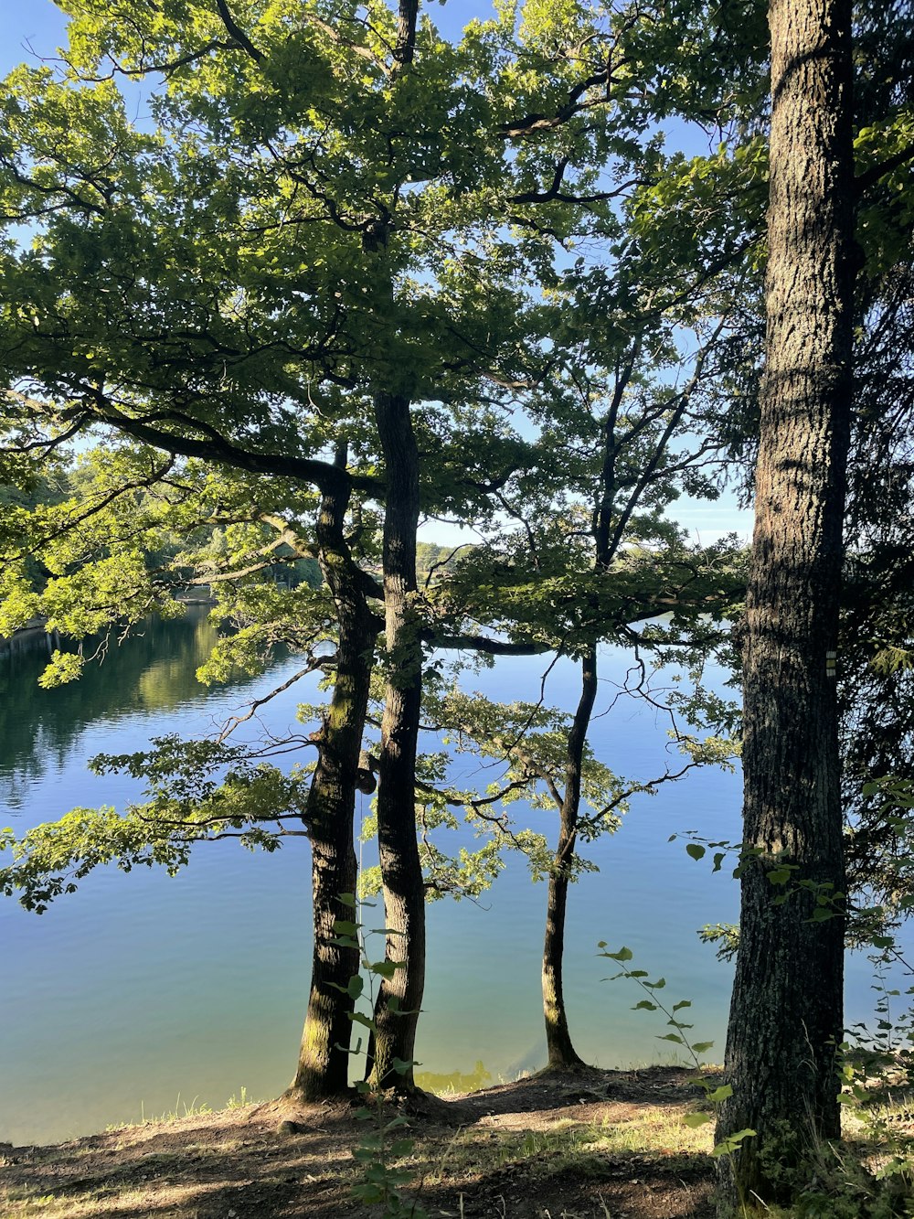 green trees beside lake during daytime