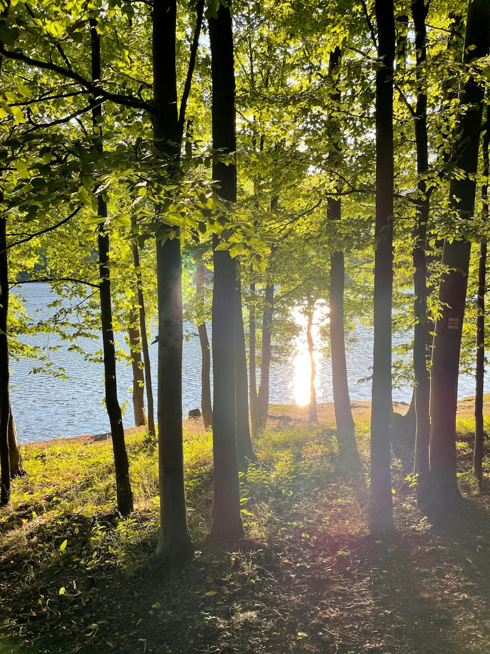 green trees near body of water during daytime