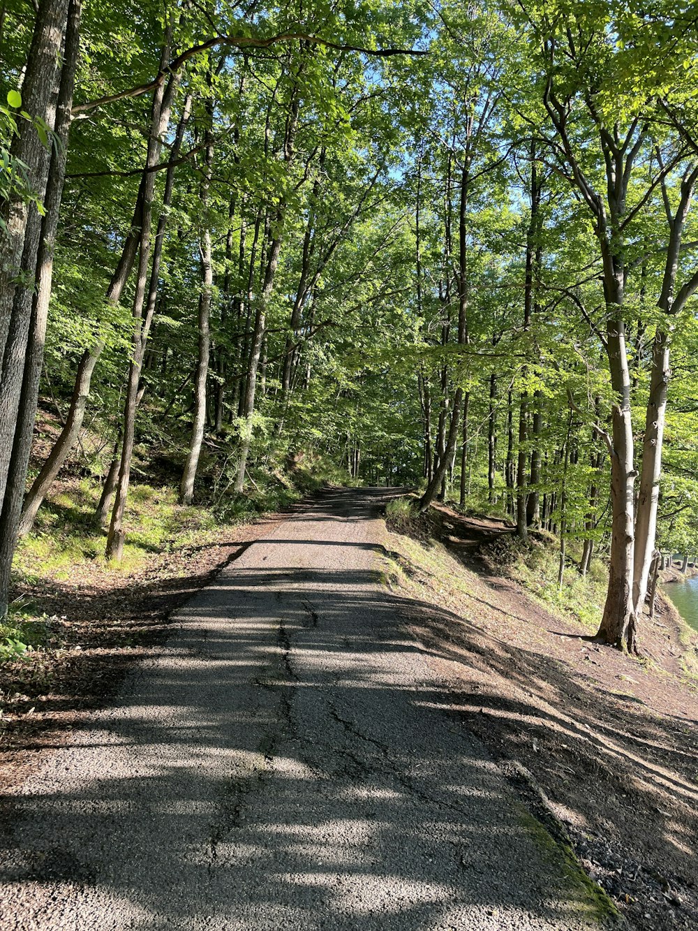 gray concrete road in between green trees during daytime