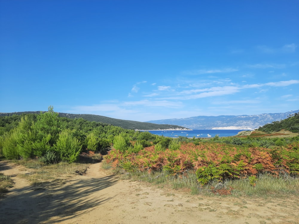 alberi verdi su sabbia marrone sotto cielo blu durante il giorno