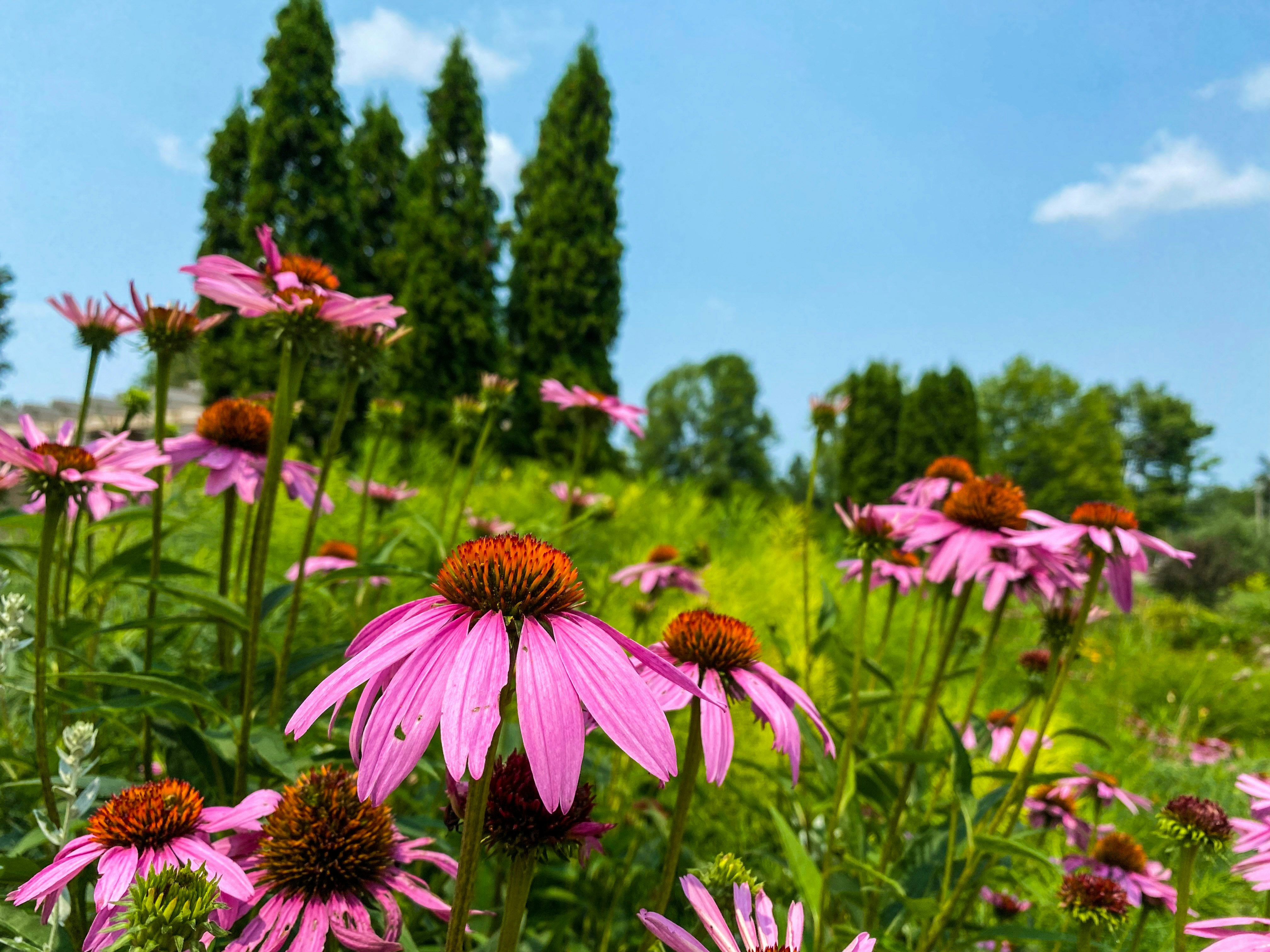 pink and yellow flowers under blue sky during daytime