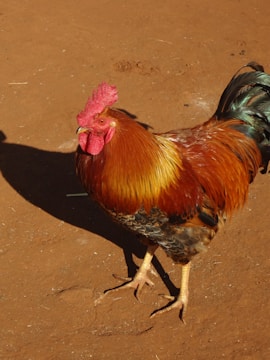 A vibrant rooster stands on reddish-brown earth, displaying its colorful plumage. It has a prominent red comb and wattle, with striking orange and golden feathers on the body and darker feathers on the tail.