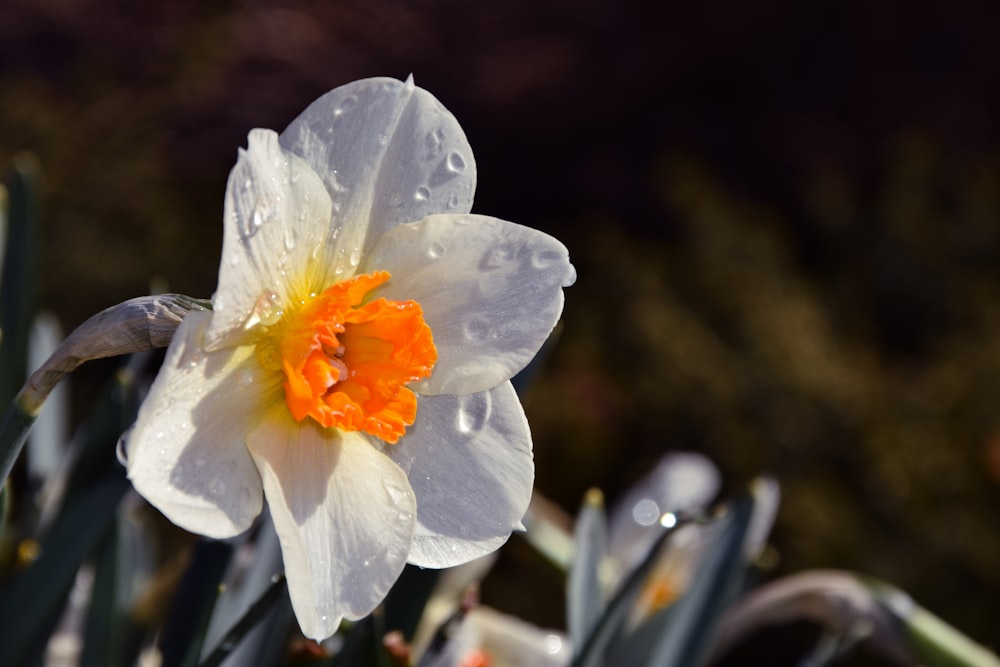 white and yellow flower in tilt shift lens