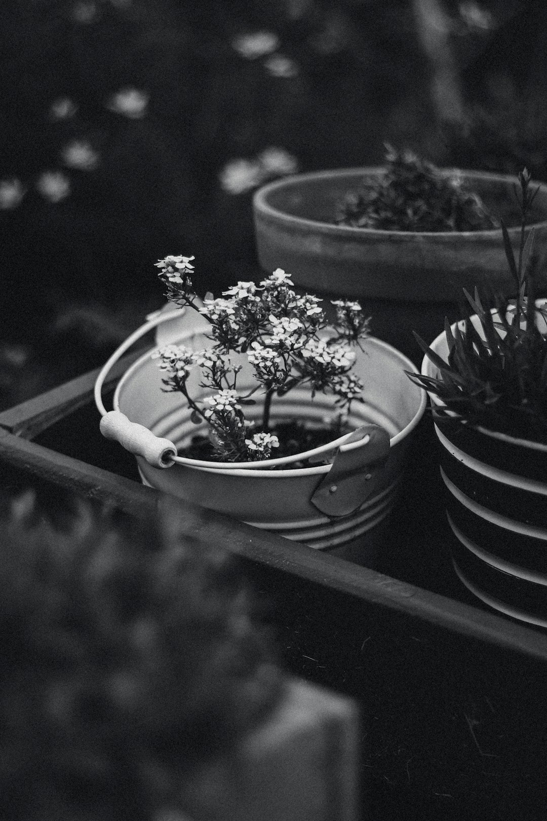 grayscale photo of flowers in pot