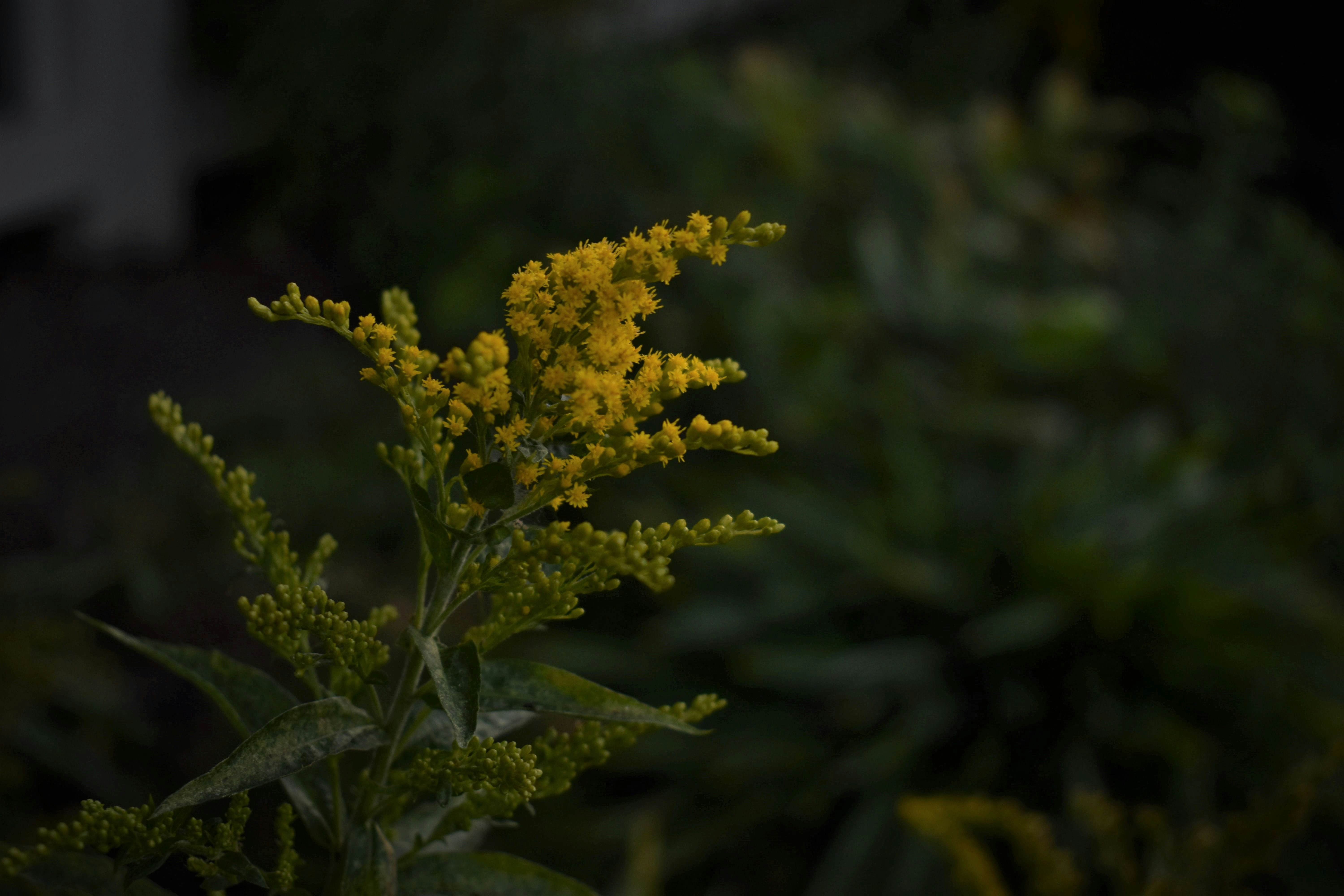 yellow flower in tilt shift lens
