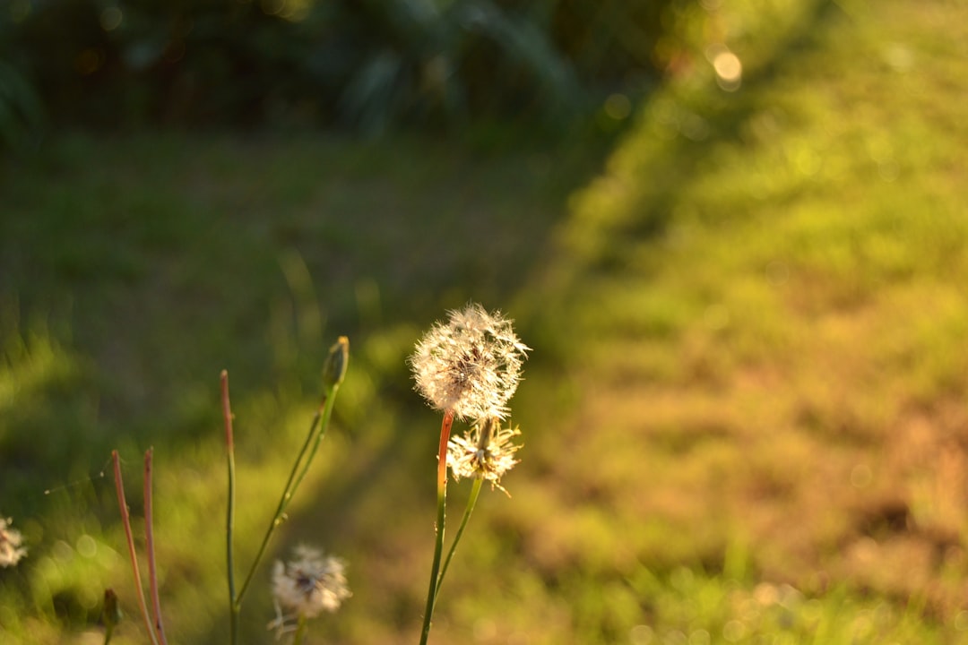 white dandelion in close up photography