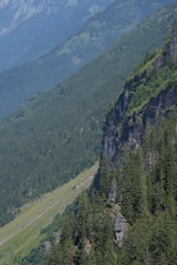 Dense forest area with diverse wildlife in Caldas.