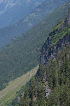 Dense forest area with diverse wildlife in Caldas.
