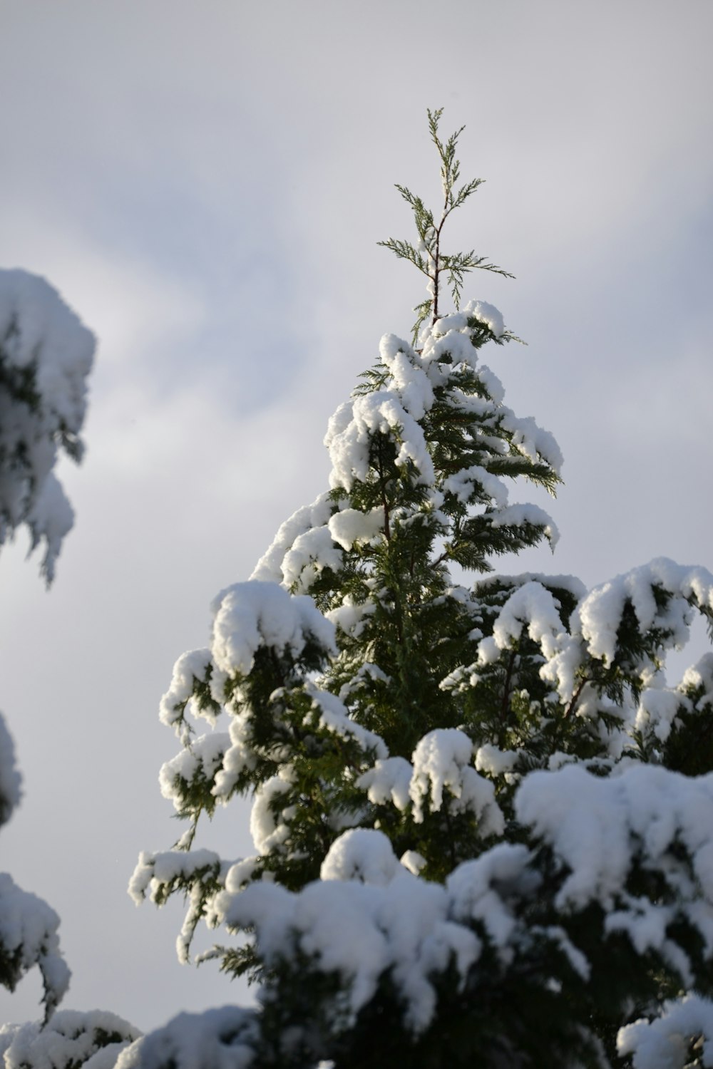 snow covered pine tree during daytime