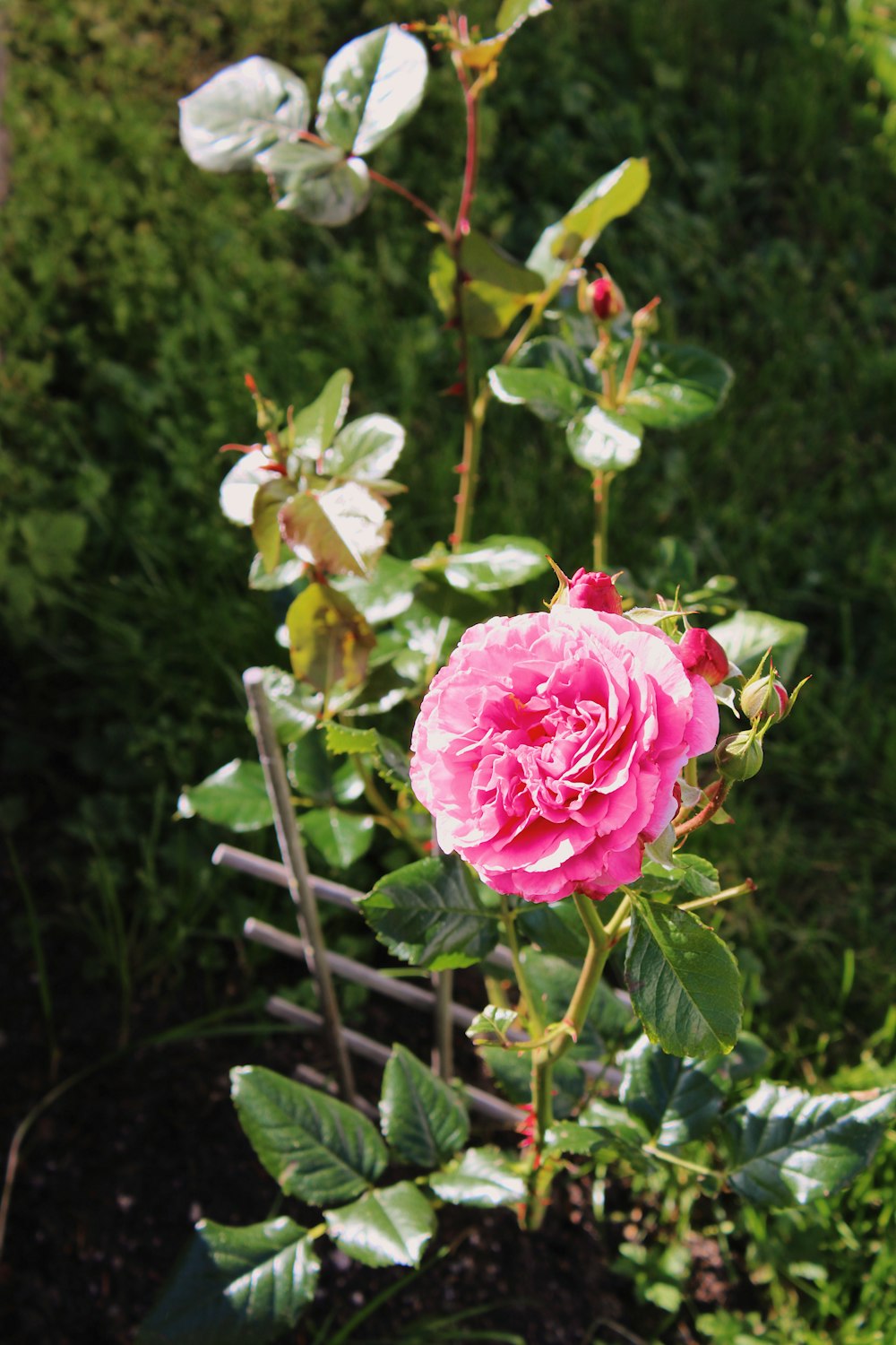 pink rose in bloom during daytime