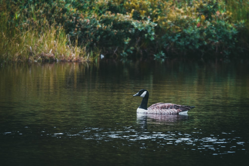 brown and white duck on water