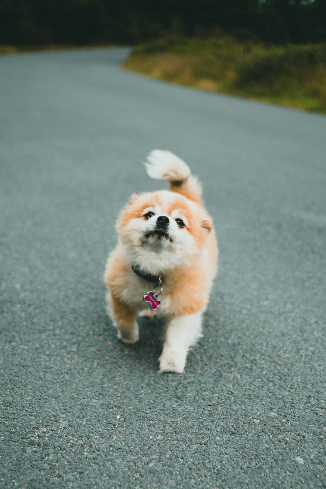 brown and white pomeranian mix puppy on gray concrete road during daytime