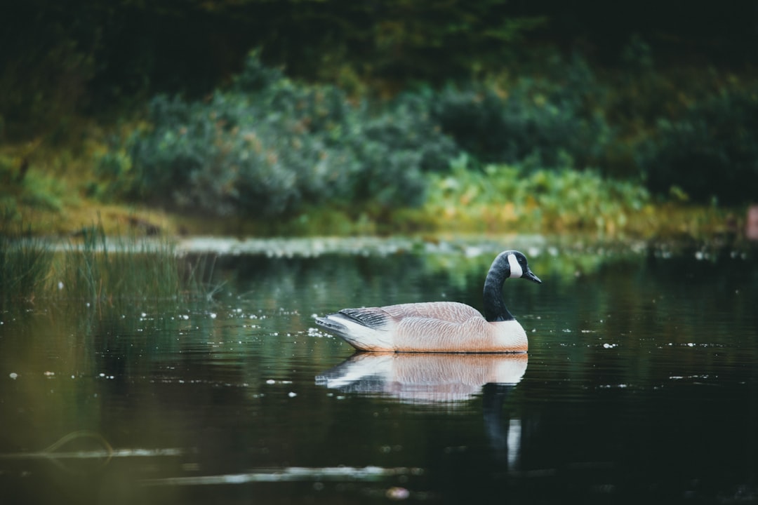 brown and white duck on water during daytime